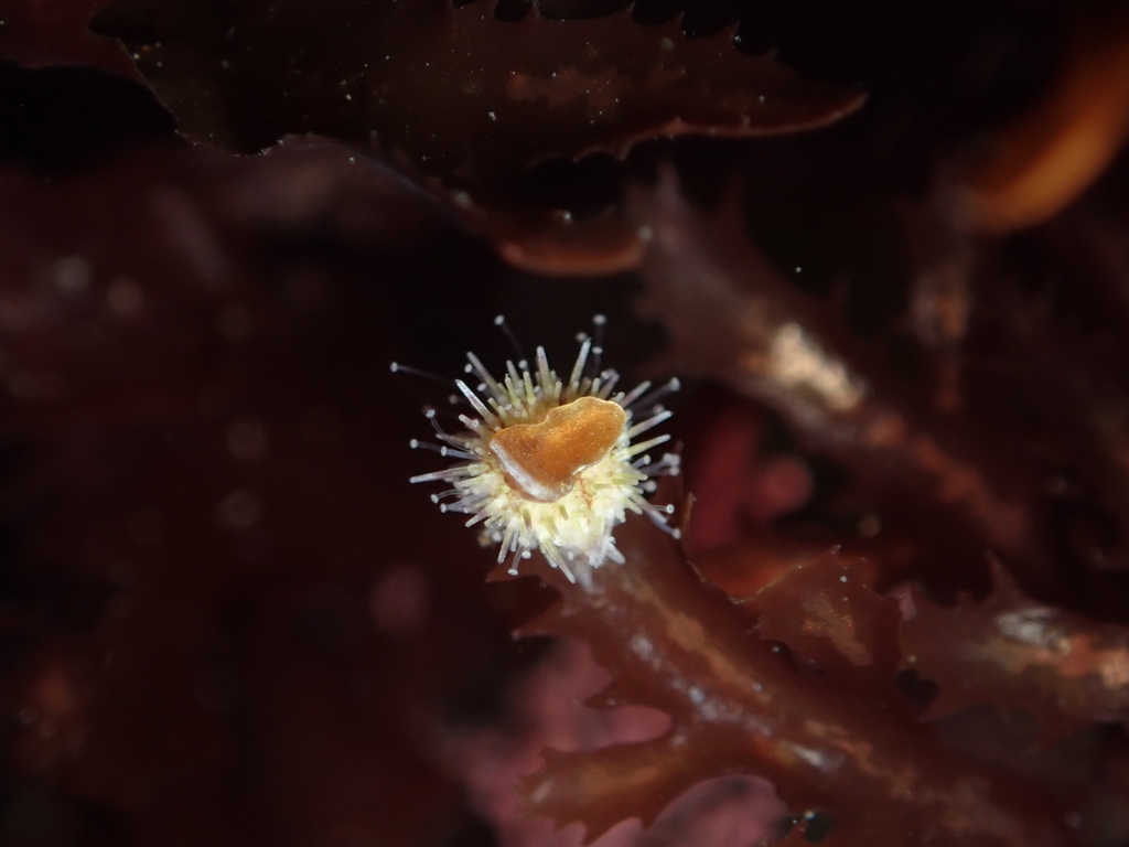 white sea urchin