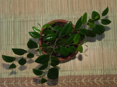 Securinega durissima