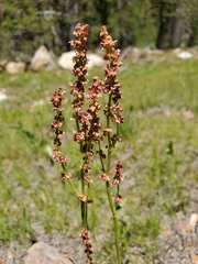 Rumex paucifolius