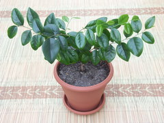 Securinega durissima