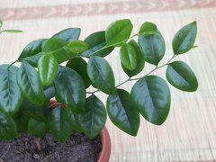 Securinega durissima