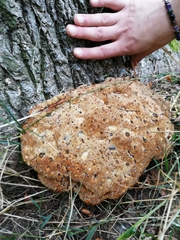 Pseudoinonotus dryadeus