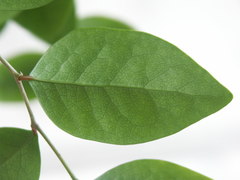 Securinega durissima