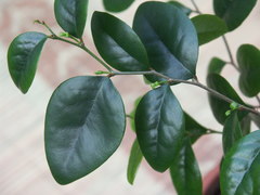 Securinega durissima