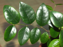 Securinega durissima