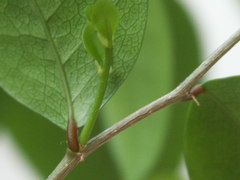 Securinega durissima