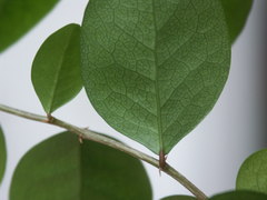 Securinega durissima