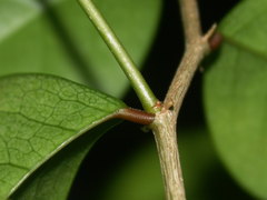 Securinega durissima