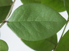 Securinega durissima