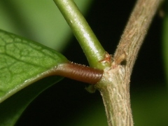 Securinega durissima