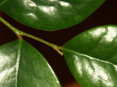 Securinega durissima