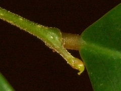 Securinega durissima