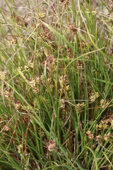 Carex extensa