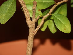 Securinega durissima