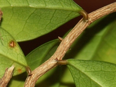 Securinega durissima