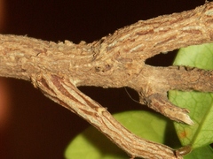 Securinega durissima