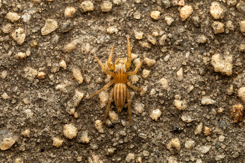 Paramaevia hobbsae