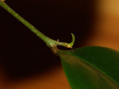 Securinega durissima