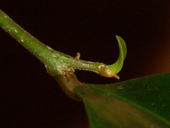 Securinega durissima