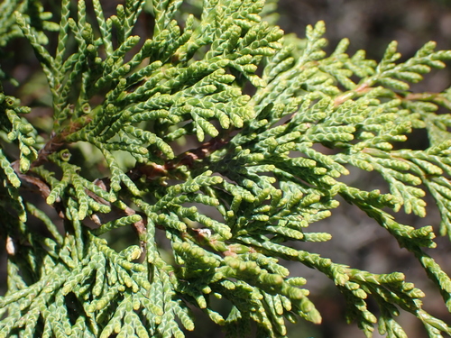 Image of Juniperus maritima by (c) John Brew, some rights reserved (CC BY)