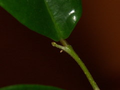 Securinega durissima