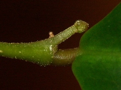 Securinega durissima