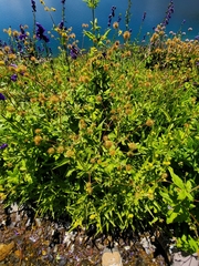 Geum macrophyllum perincisum