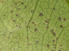 Securinega durissima