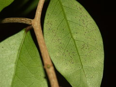 Securinega durissima