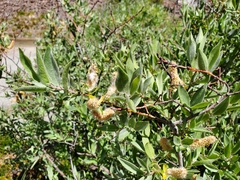 Salix eastwoodiae
