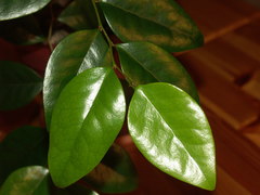 Securinega durissima