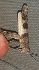 Trimerotropis fontana