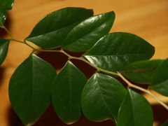 Securinega durissima