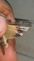 Trimerotropis fontana