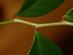 Securinega durissima