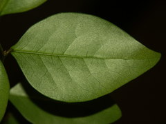 Securinega durissima