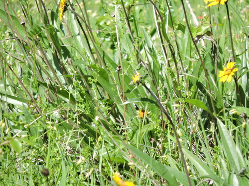 Image of Helianthella californica by (c) Alex, some rights reserved (CC BY)