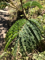 Paraserianthes