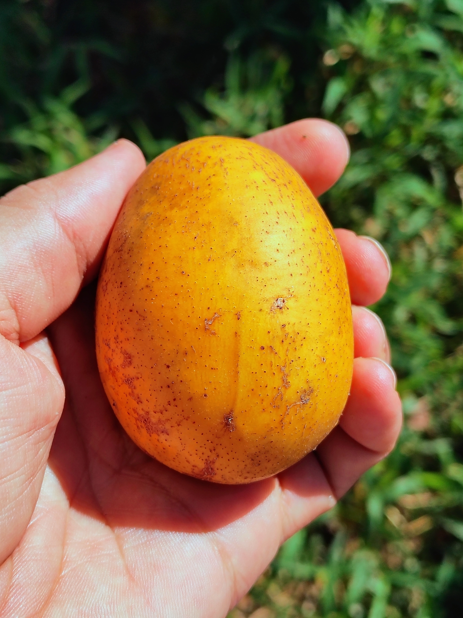 Foto de Spondias dulcis Parkinson