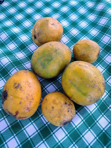 Image of Spondias dulcis by (c) Lucas Kaminski, some rights reserved (CC BY)