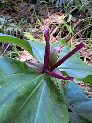 Image of Trillium chloropetalum by (c) Alex Reitan, some rights reserved (CC BY)
