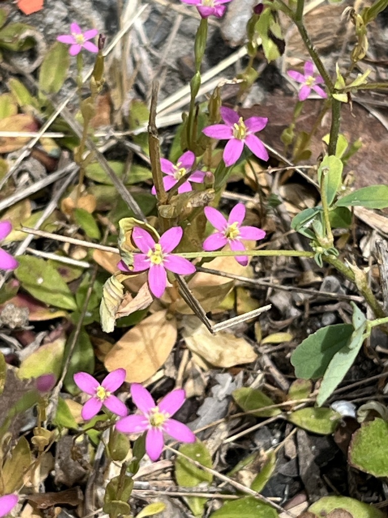 Lesser Centaury Lesser Centaury from Dauphin Island, Dauphin Island, AL, US on April 19 ...