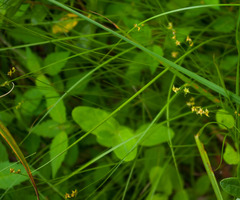 Carex interior