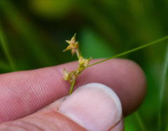 Carex interior