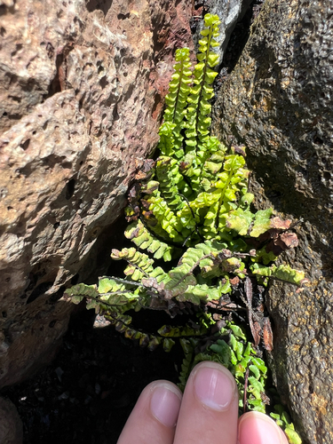 Asplenium densum observed 2025-04-20