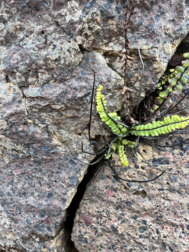 Asplenium densum observed 2025-04-20