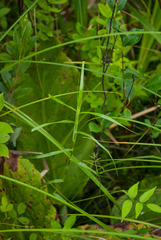 Dulichium arundinaceum