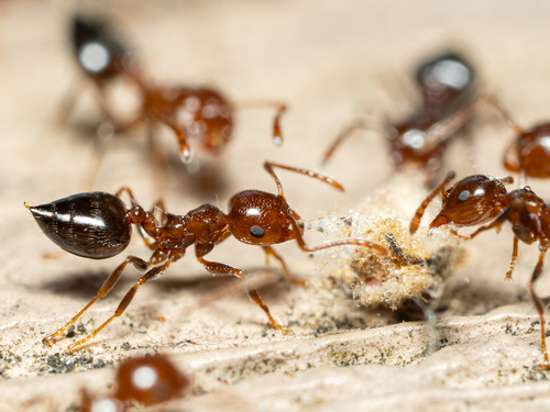 Crematogaster parapilosaCrematogaster parapilosa