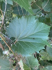 Vitis riparia