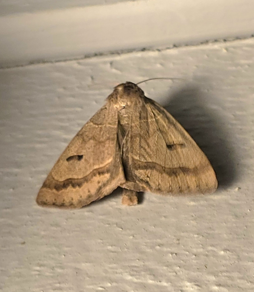 Common Oak Moth